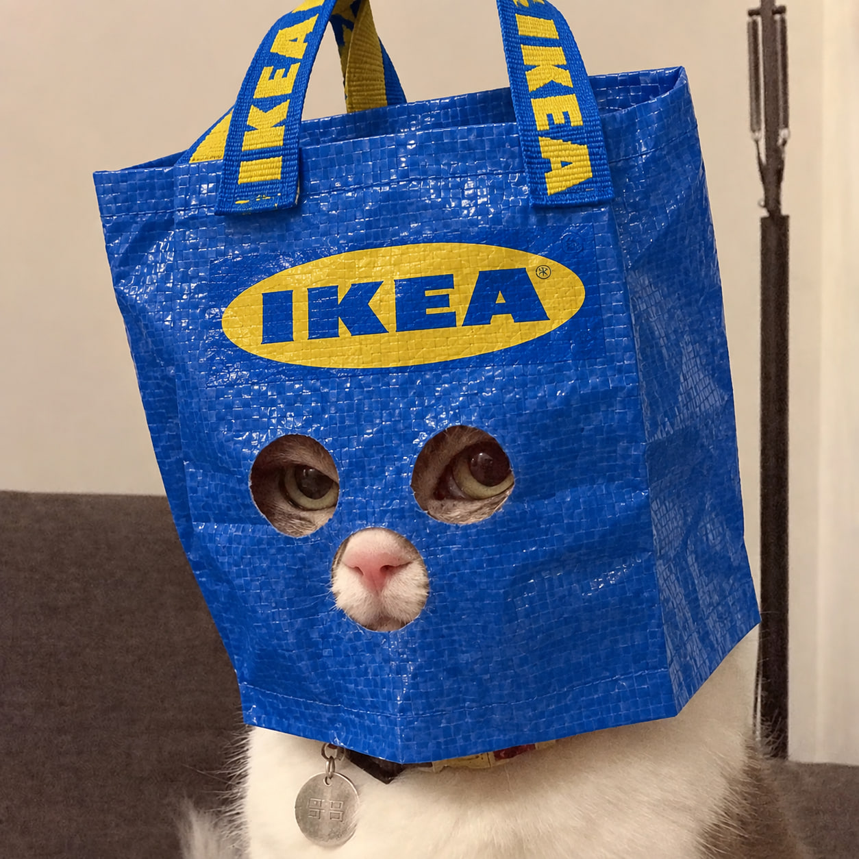 Original photograph of the cat wearing a blue shopping bag
